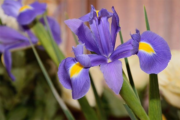 iris