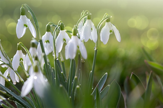 snowdrops
