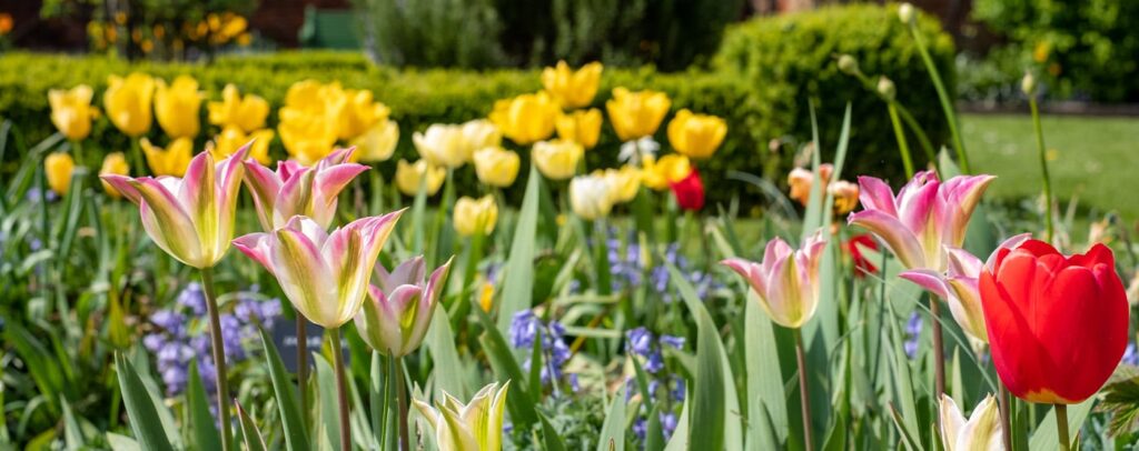 spring-flowers-feature-image
