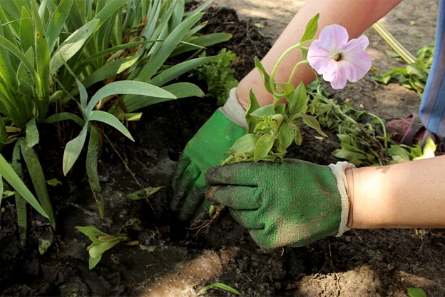 flower-being-cut-in-garden