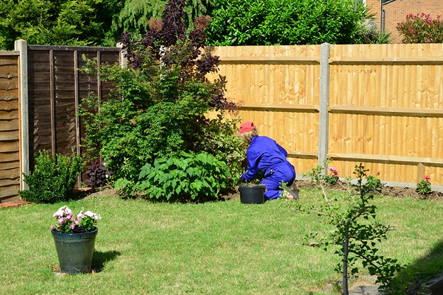 Trimming and pruning image