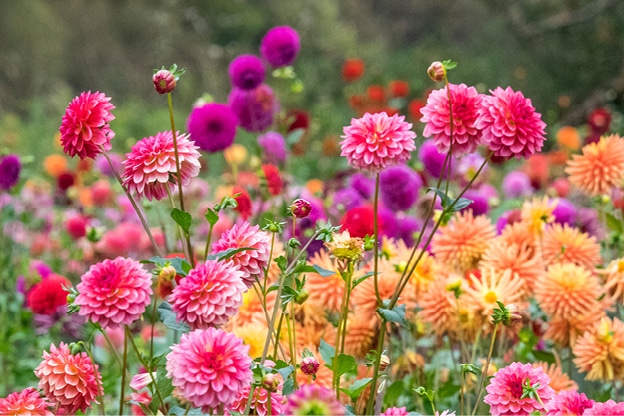 dahlias-flower-image