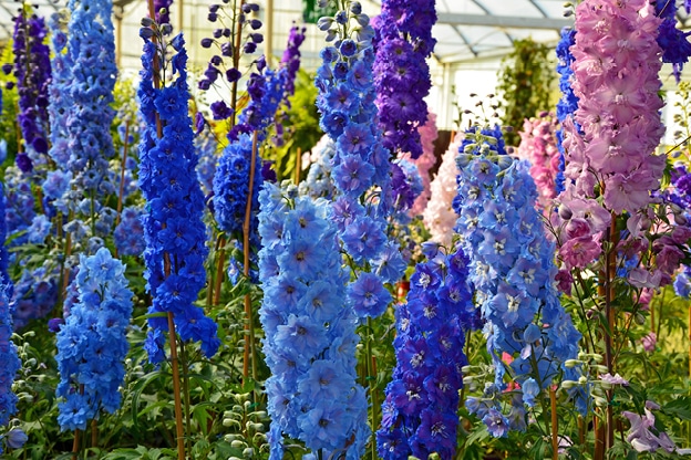 delphiniums-flower-image
