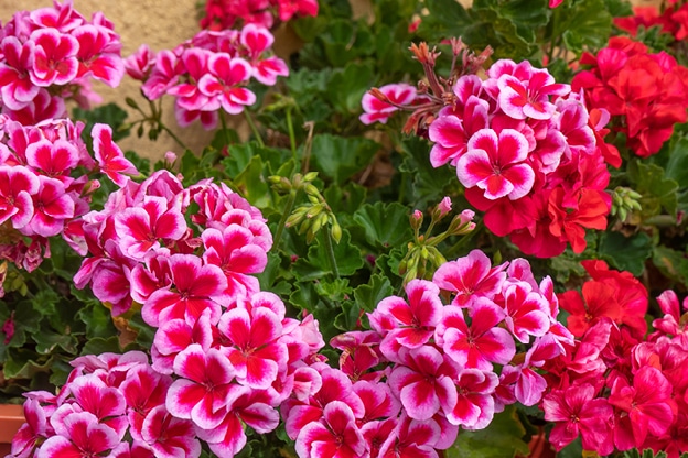 geranium-flower-image