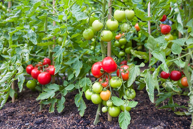 harvesting-and-pruning-edibles-image