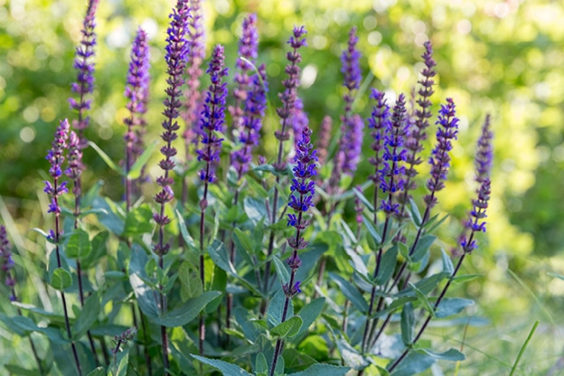 salvia-flower-image