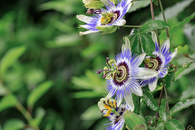 tropical-flowers-internal-image
