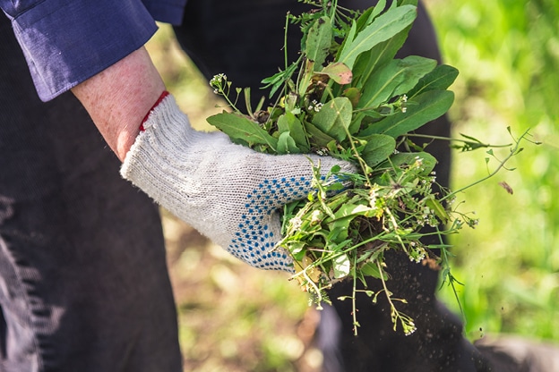 weeding-internal-image