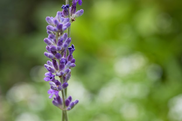 Add-natural-elements-image