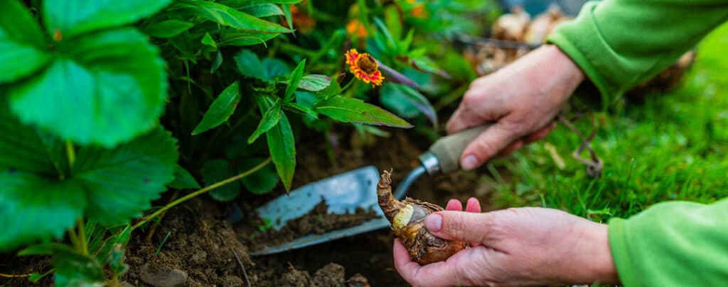 Your-Autumn-Gardening-Guide-Feature-Image