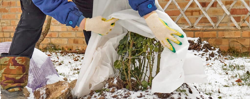 how-to-winter-proof-your-plants-internal-header