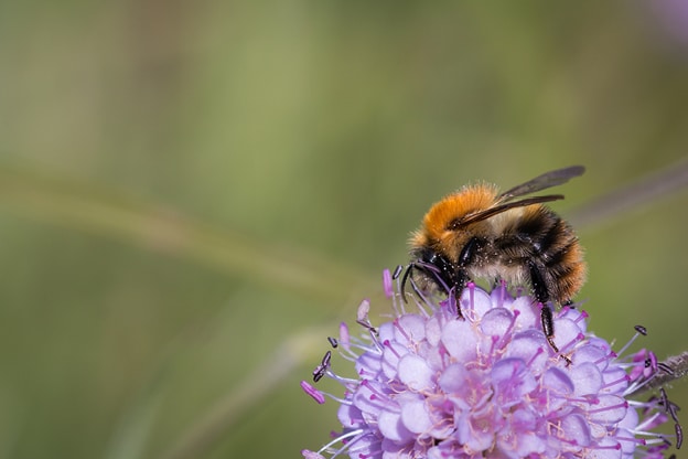 attracting-pollinators-image-08