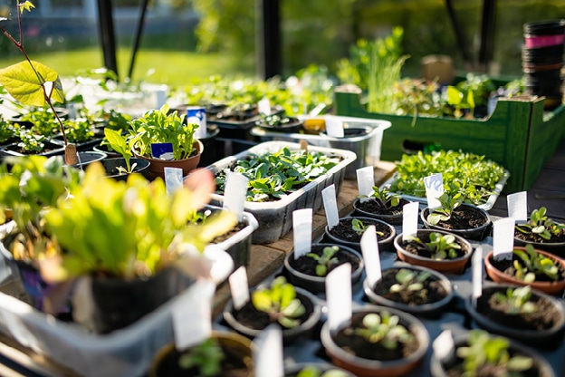 eco-friendly-tips-for-sustainable-gardening-internal-image-2