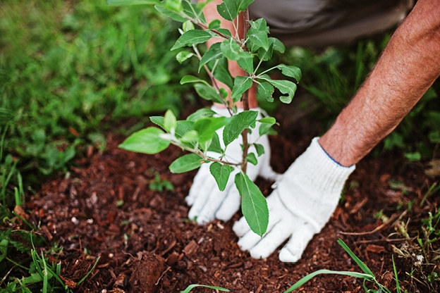 eco-friendly-tips-for-sustainable-gardening-internal-image