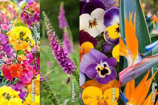 jobs-for-your-garden-this summer-internal-image-flowers-2