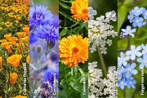jobs-for-your-garden-this summer-internal-image-flowers-3
