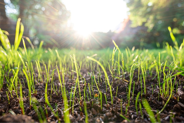 outdoor-care-tips-for-summer-internal-image-4