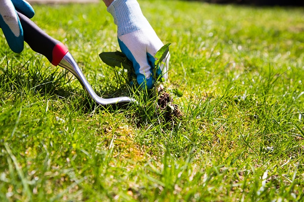 outdoor-care-tips-for-summer-internal-image-6